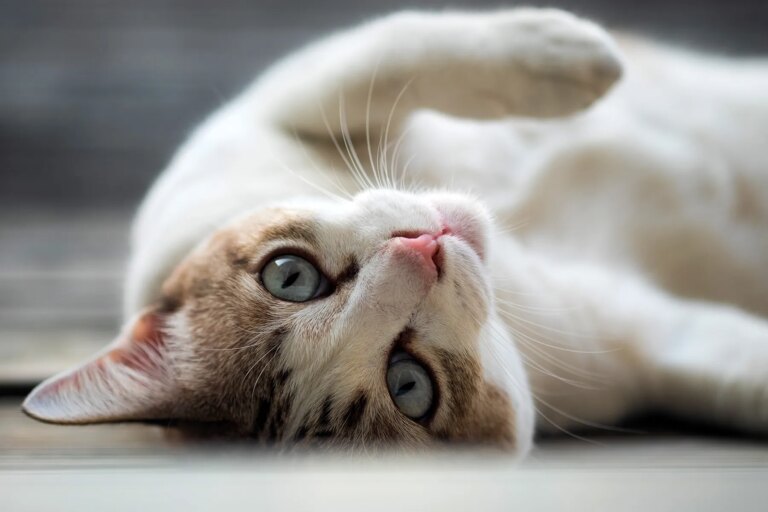 1800x1200 playful cat lying on back other