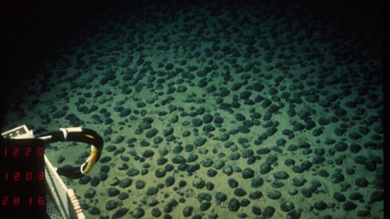 Champ de nodules dans le Pacifique equatorial nord