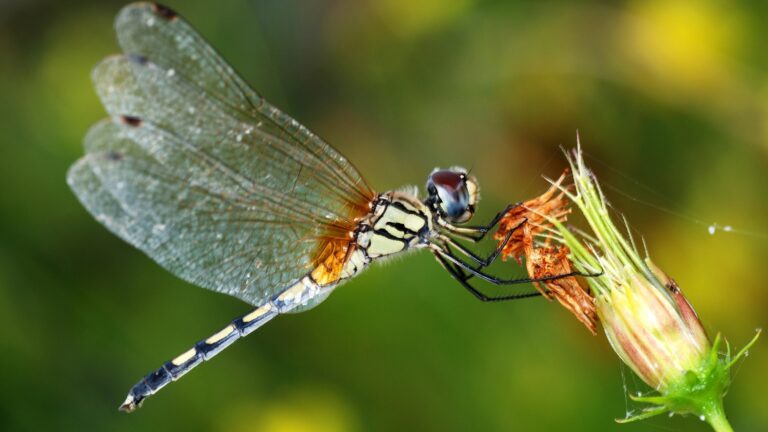 Dragonfly Flower