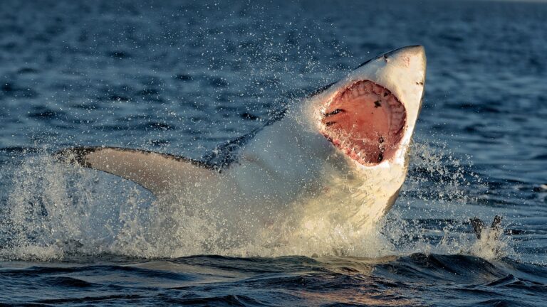 Great White Shark Jump