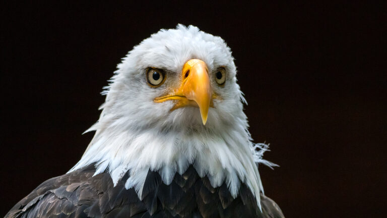 bald eagle