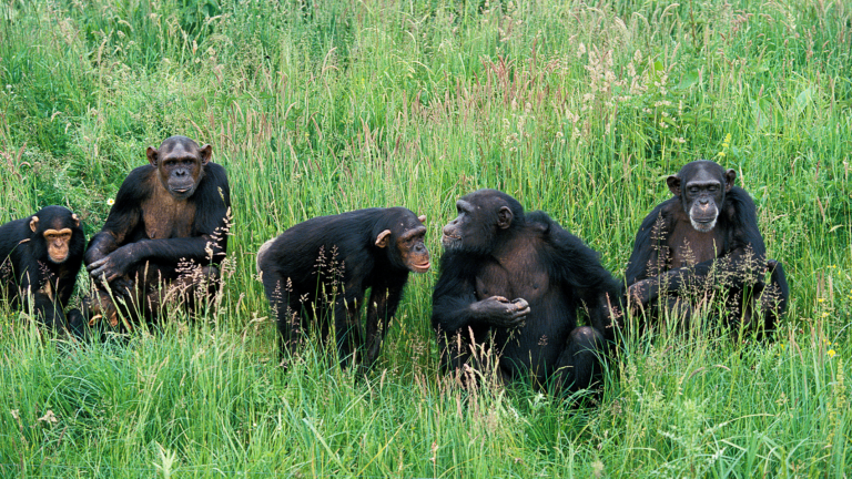 chimpanzee group