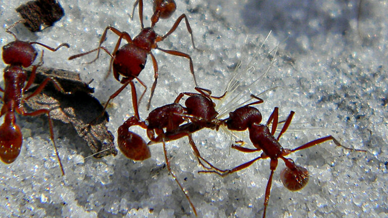 harvester ants