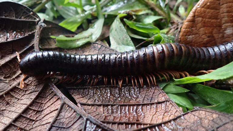 lost millipede