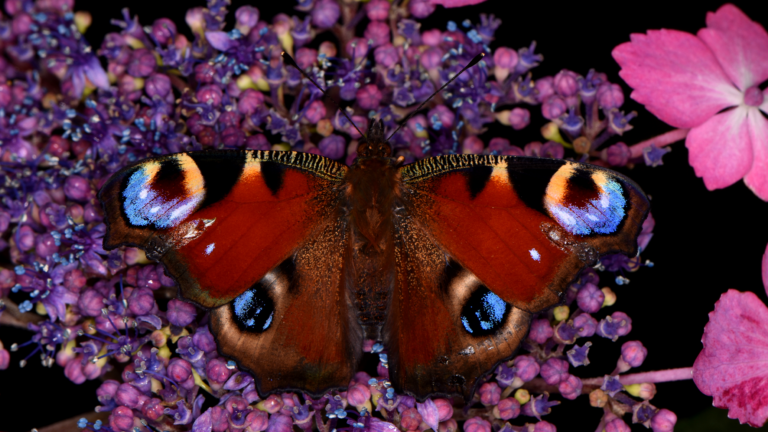 peacock butterfly