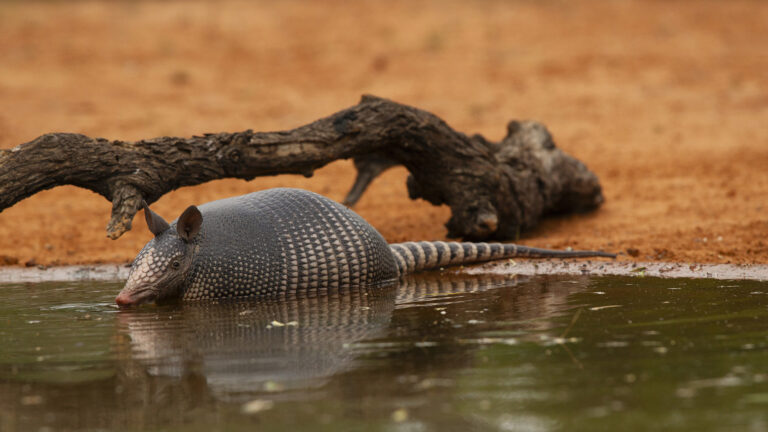 swimming armadillo