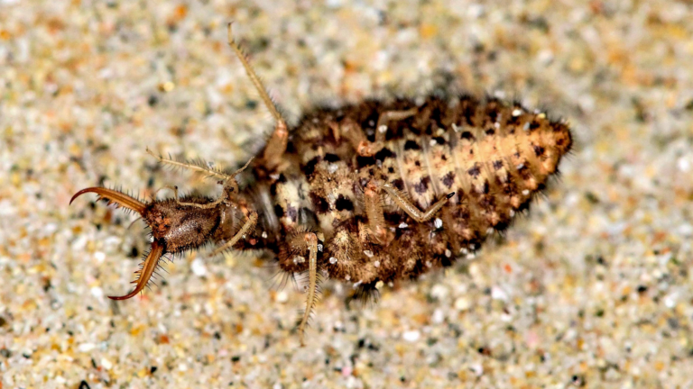 antlion larvae