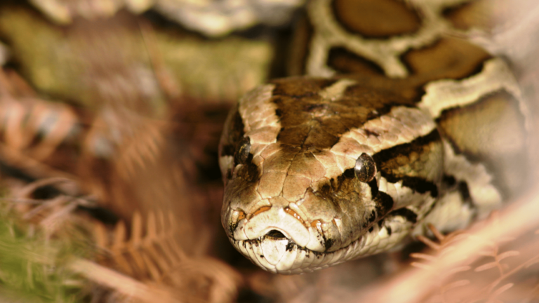 burmese python