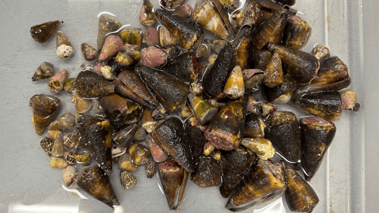 marine cone snails