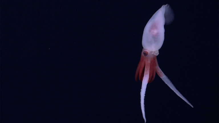 promachoteuthis squid