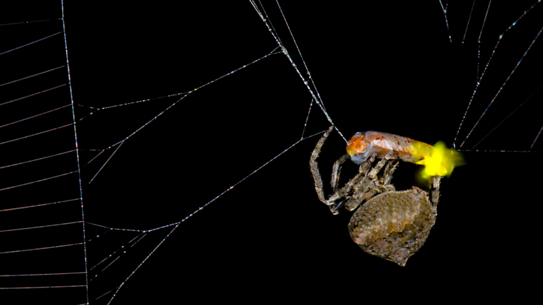 spider firefly web