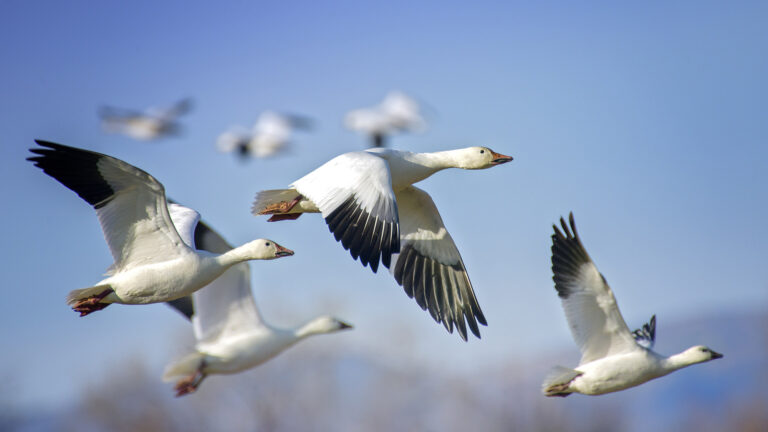 geese migrating