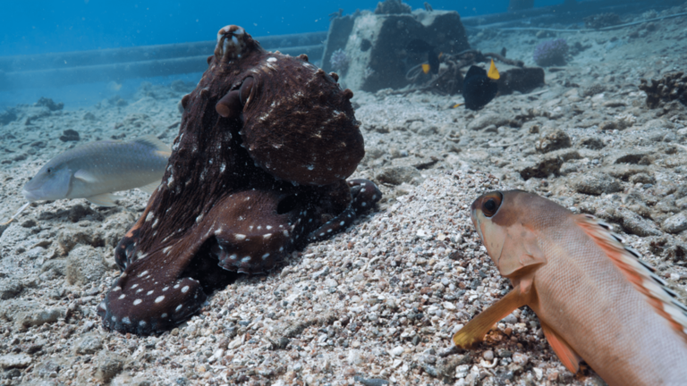 octopus fish