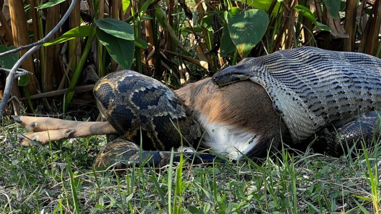 Burmese Python Deer