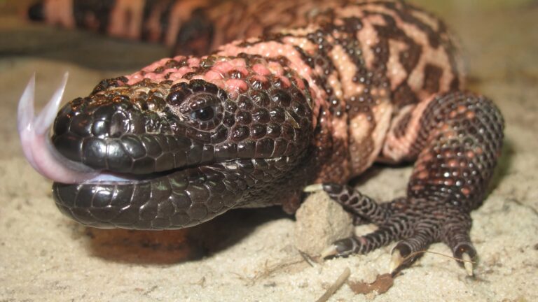 Gila Monster