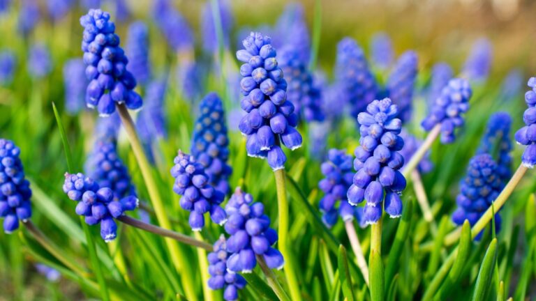 Grape hyacinths