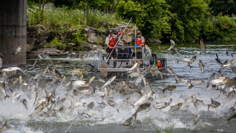 Ryan Hagerty USFWS Flickr