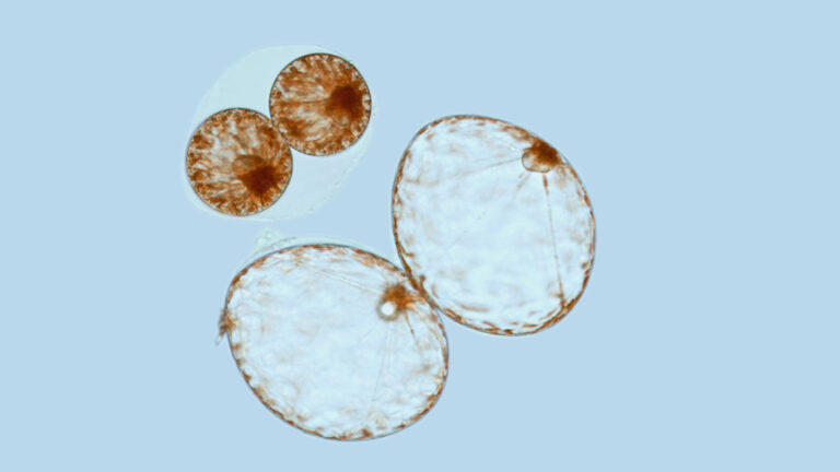 pyrocystis cell cycle