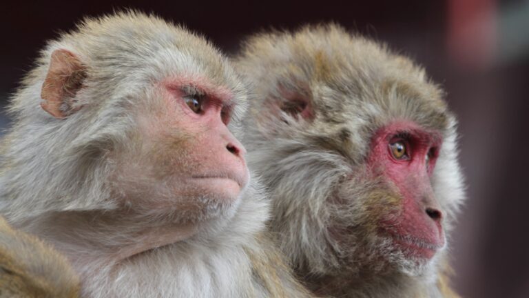 Rhesus Monkeys