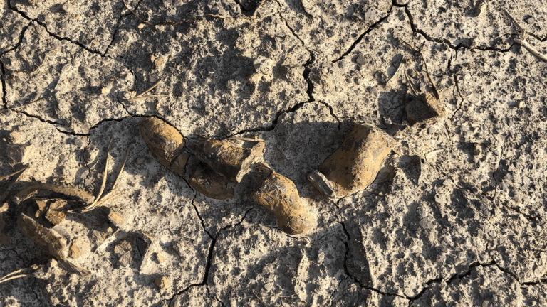 coprolite poland