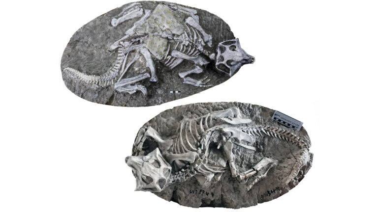 fossils