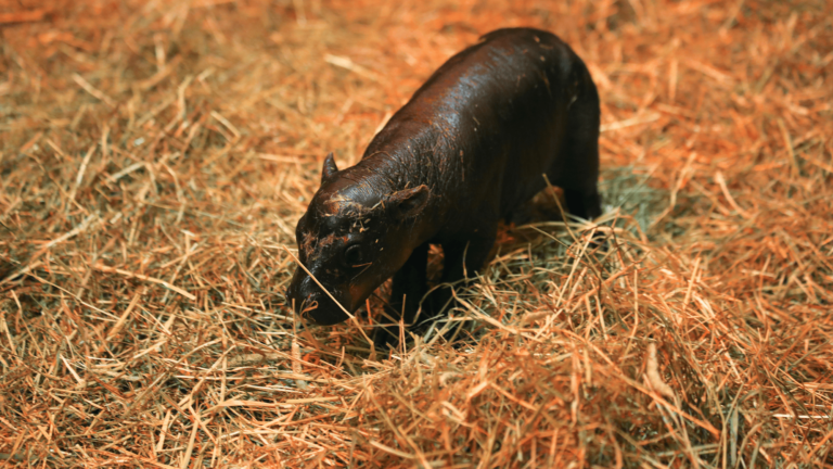 haggis pygmy hippo