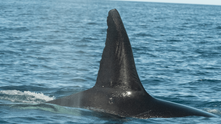 moctezuma orca dorsal fin