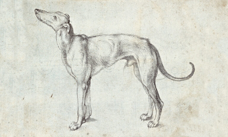 durer dog