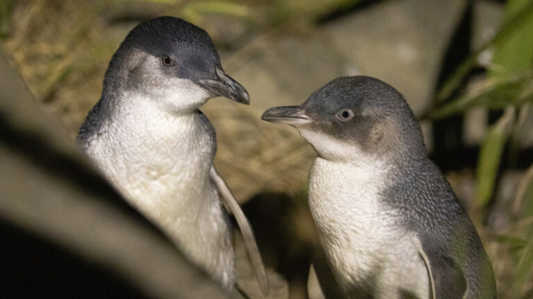 penguin divorce