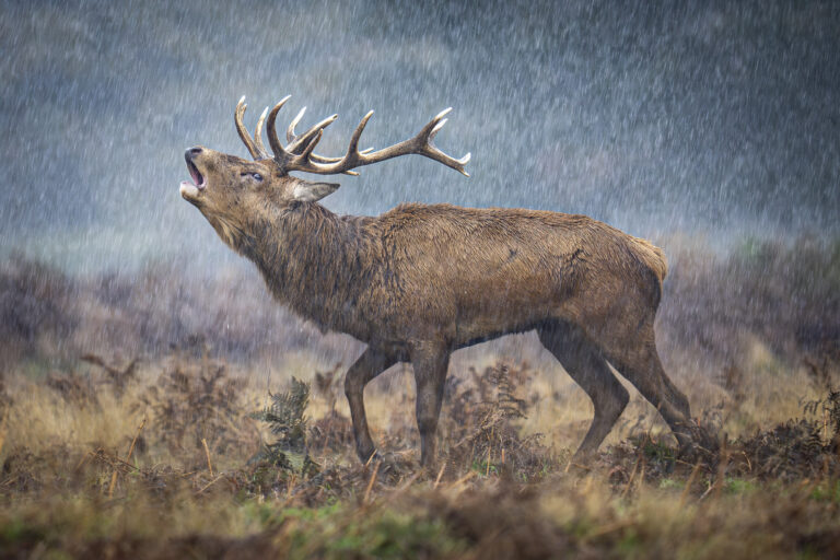 LowRes RU BWPA 2025 16