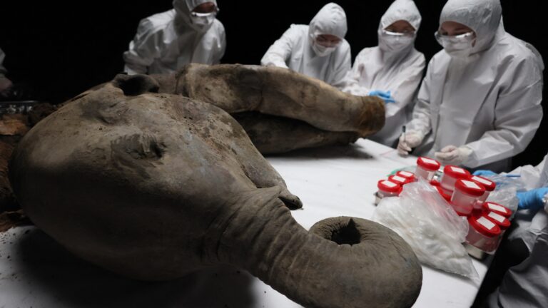 mammoth yana