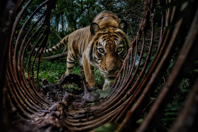 IMAGE 17 STUDENT WINNER copy Bambang Wirawan 1